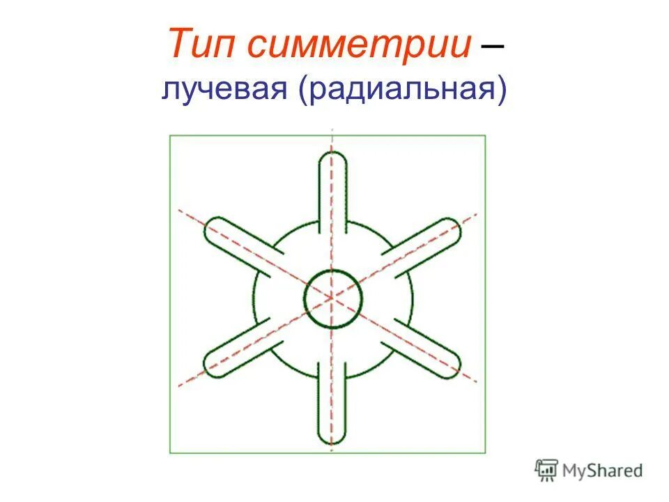 Радиально лучевая симметрия. Радиальный Тип симметрии. Лучевой Тип симметрии. Лучевая и радиальная симметрия.