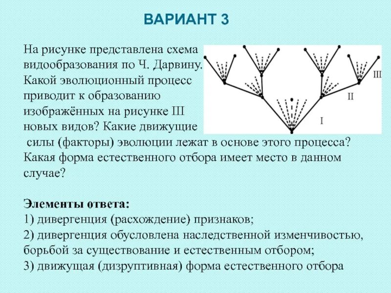Какой тип видообразования. Схема дивергентного видообразования по дарвину. процесс видообразования рисунок-схема. процесс видообразования по дарвину. дивергенция схема процесса.