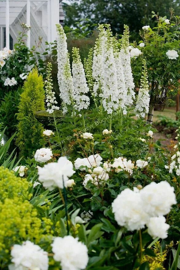 Delphiniums Delphinium, Garden borders, Garden