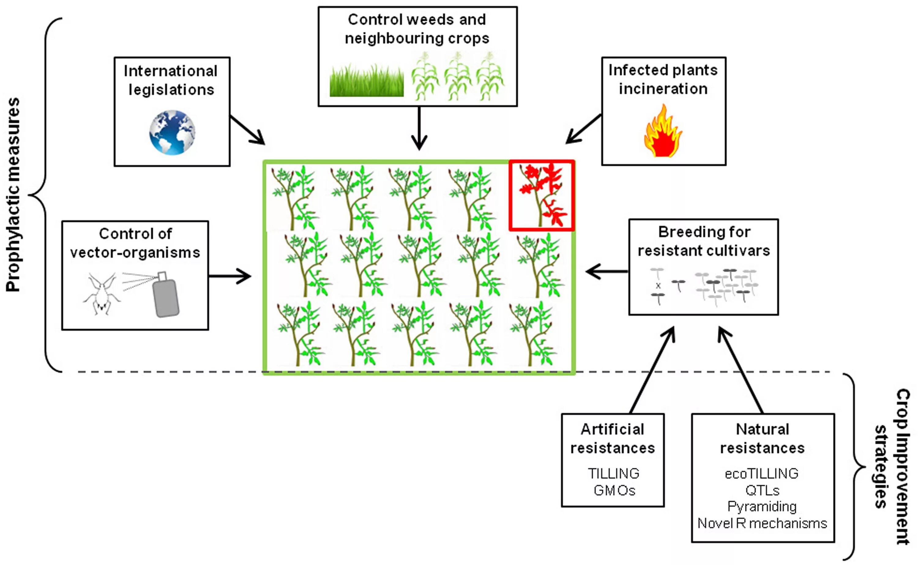 Plants control. Вирусы растений. Plants virus Resistance. Viral disease Plant. Пролить свет на растения Control карта.