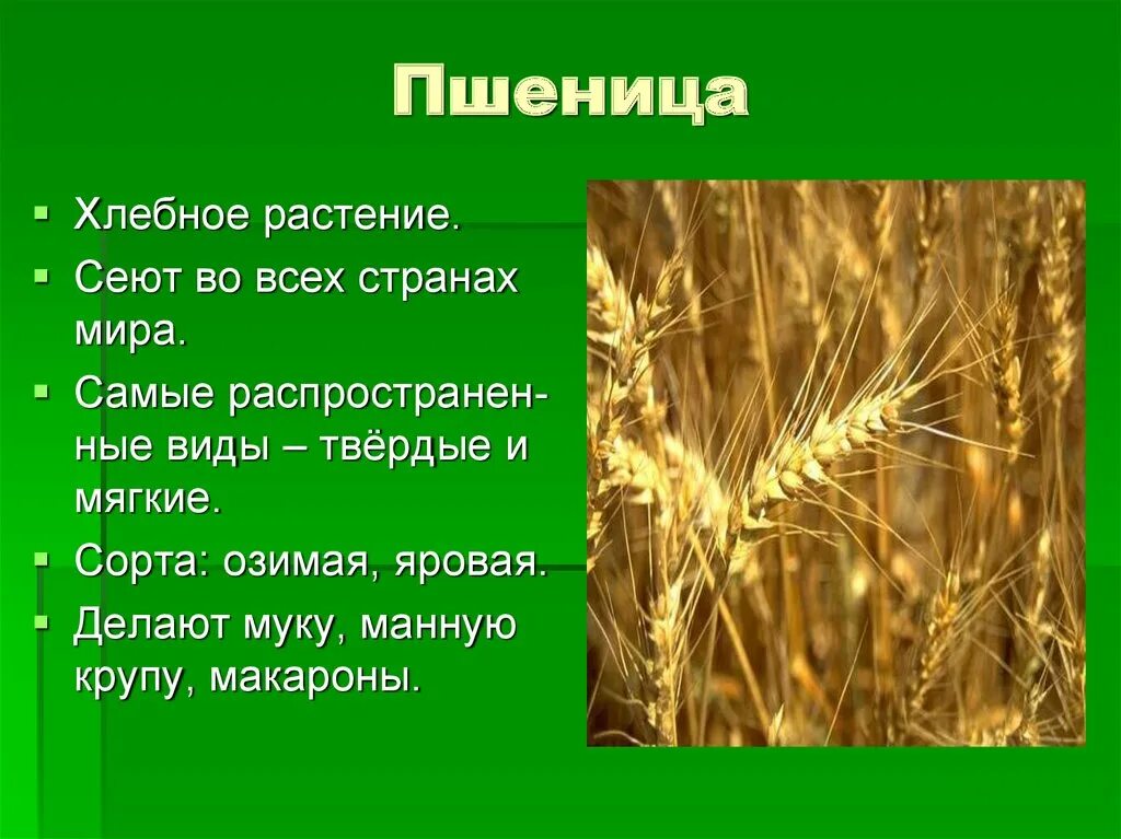 Пшеница культурное растение. Зерновые культуры презентация. Пшеница доклад. Пшеница доклад. Пшеница краткое описание.