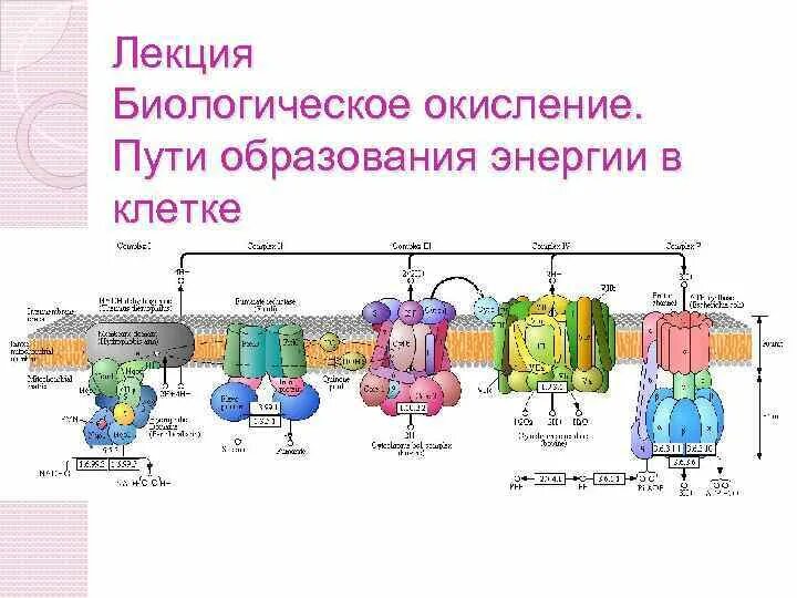 Где происходит окисление клетки. Биологическое окисление. биологическое окисление схема. современная схема биологического окисления.