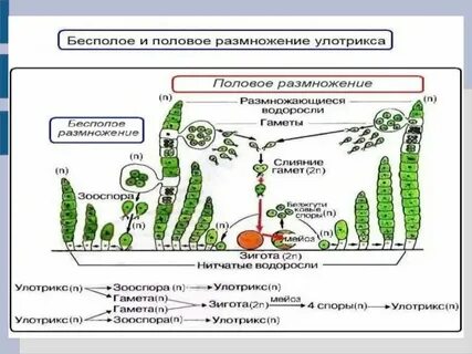 Преобладающие растения водорослей
