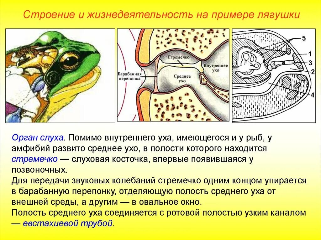 Почему образуются внутренние. Строение уха земноводного ЕГЭ. Орган слуха лягушки строение. Строение среднего уха амфибий. Функции среднего уха у лягушки.