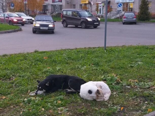 Помощь бездомным животным великий новгород. Приют для животных великий новгород. великий новгород приют для бездомных животных. приют для собак великий новгород. приют для животных в великом новгороде собаки.
