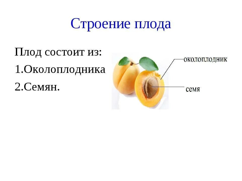 Функции и строение цветок и плод. Строение плода биология 6. строение плода 6 класс биология. строение плода околоплодник. схема строения плода 6 класс.