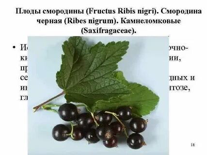 Смородина карта