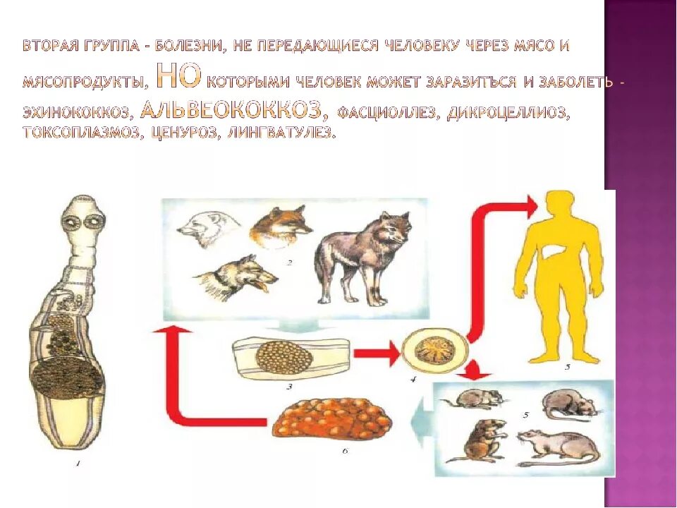 Заболевания животных передающихся человеку гигтест. Болезни животных передающиеся человеку через мясо. болезни животных передающиеся человеку через мясо молоко. болезни животных передающиеся через молоко. заболевания передающиеся через мясо и мясные продукты.