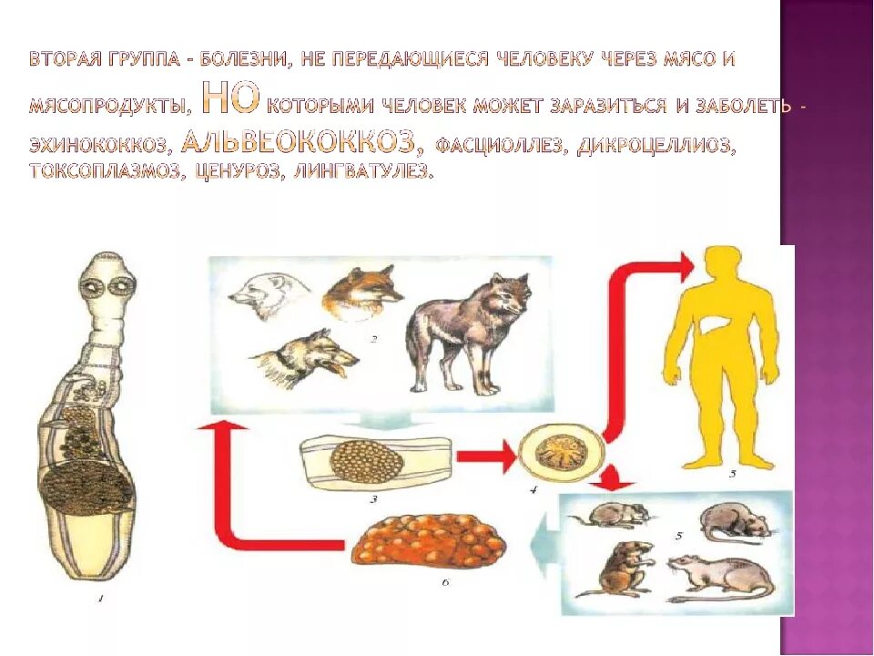 Заболевание через молоко. Болезни животных передающиеся человеку через мясо молоко. Заболевания, передающиеся человеку через мясо. Болезни животных передающиеся через молоко. Болезни животных передающиеся человеку.