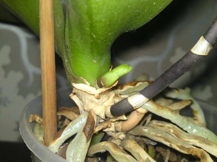 Можно ли обрезать сухие. Орхидея доращивает цветонос. Орхидея Дендробиум цветонос. Орхидея фаленопсис цветонос. Ризоктониоз орхидеи фаленопсис.