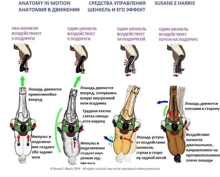 Шенкель для лошади что это. Внутренний Шенкель и внешний Шенкель. Наружный Шенкель внутренний Шенкель. Правильное положение шенкеля.