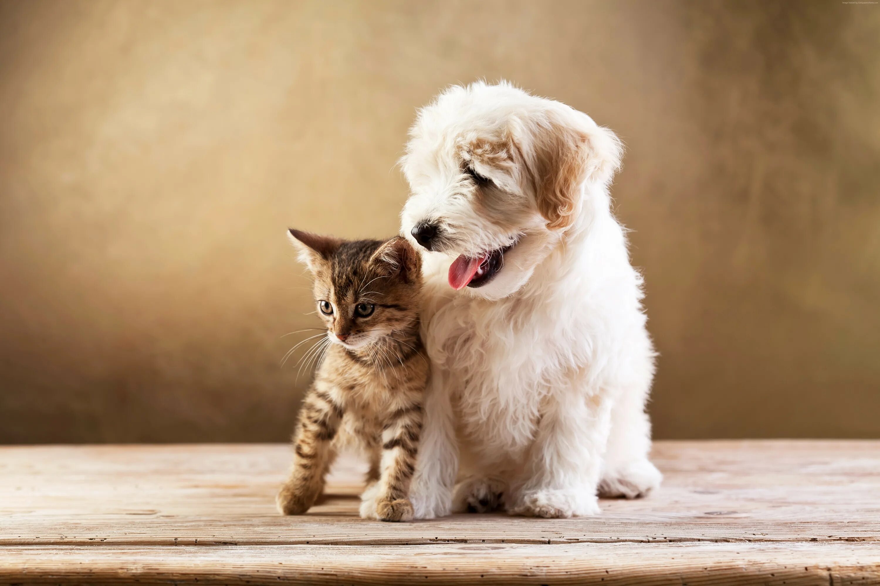 Dog and cat playing. Собачки и кошечки. Кошечка. Милые собачки и кошечки. Щенок и котенок.