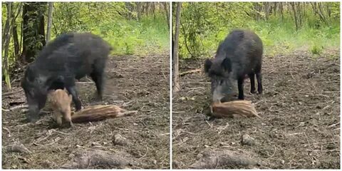 Встретил кабана