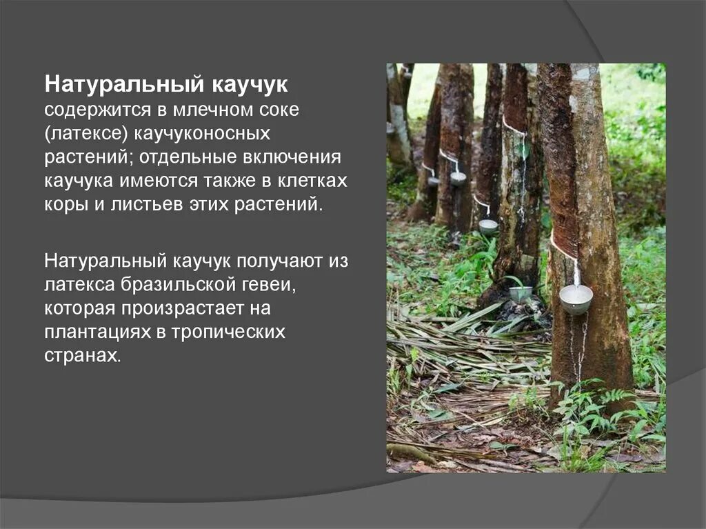 История открытия каучука кратко. Каучук презентация. Они начали каучук положила. История появления каучука. Натуральный каучук получают из.