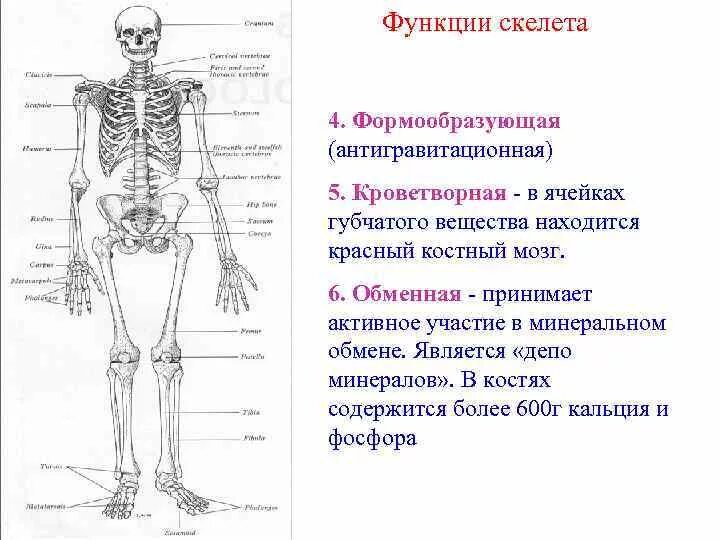 Функции активной части скелета. Метаболическая функция скелета. Скелет человека выполняет функцию. Скелет человека и его основные функции.