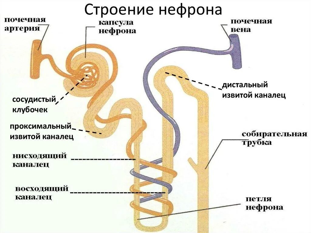 Капиллярный клубочек почечная лоханка почечный каналец. Строение нефрона почечный каналец. Структура каналец нефрона это. Капсулы нефронов на структуре почки. Каналец нефрона строение.