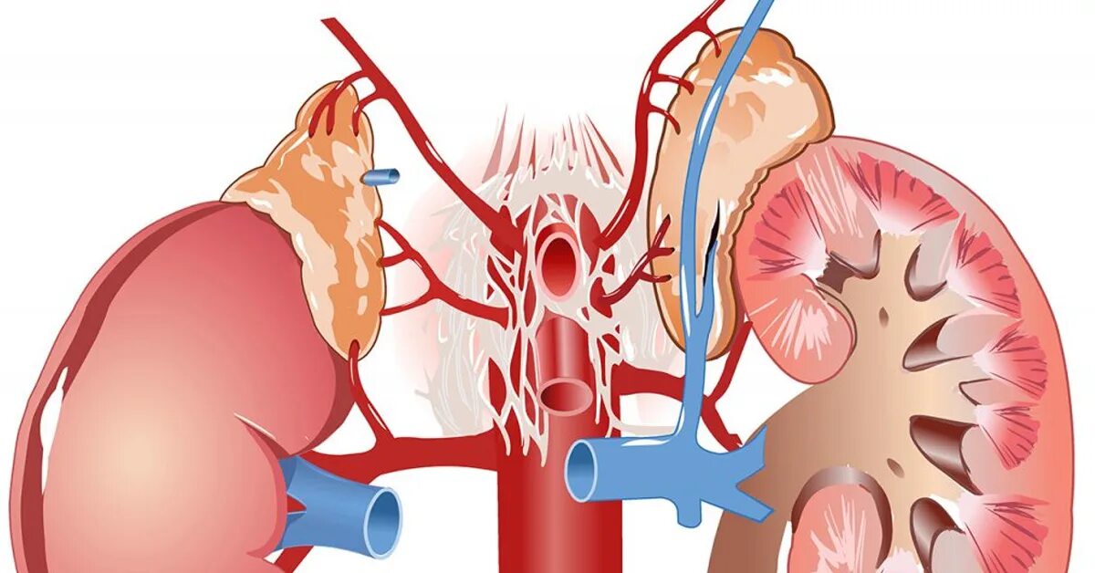 Уставшие почки. Почки и надпочечники. Надпочечники картинка. Надпочечники Здоровые и больные. Надпочечниковая усталость.