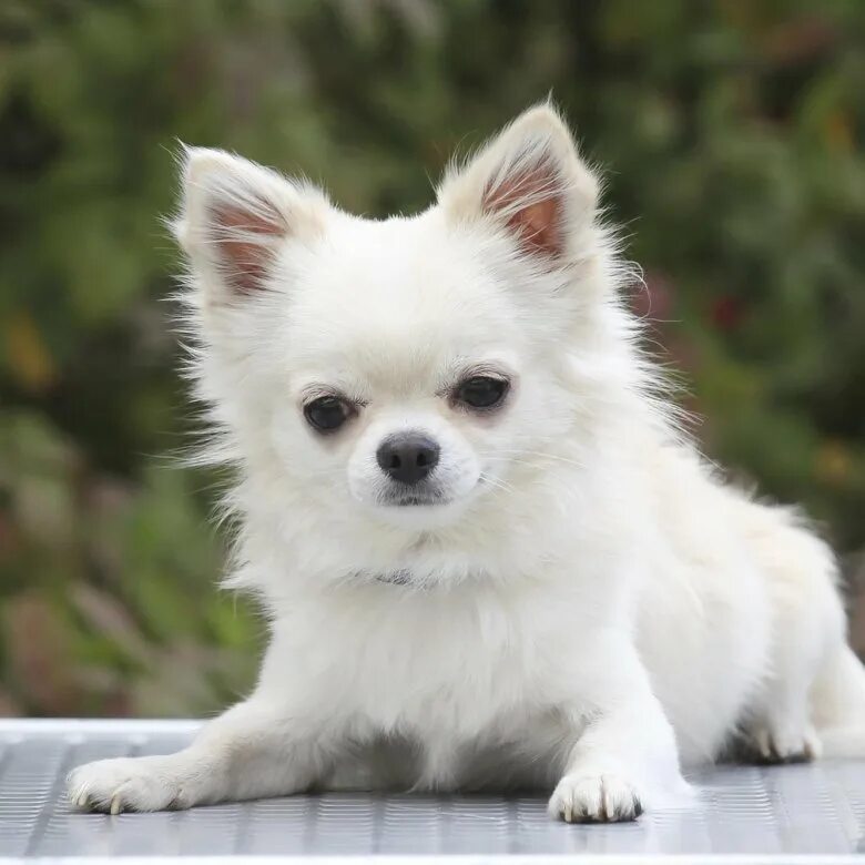 чихуахуа длинношерстные. чихуахуа длинношерстные коби. чау хуа длинношерстная. чихуахуа стандарт длинношерстные кремовый. чихуа хуа белый длинношерстные.