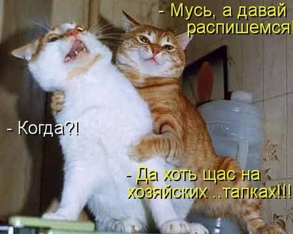 Анекдоты про васька. Тишина прикол. Анекдот про командировку. Смешные истории про животных. Анекдоты про васька.