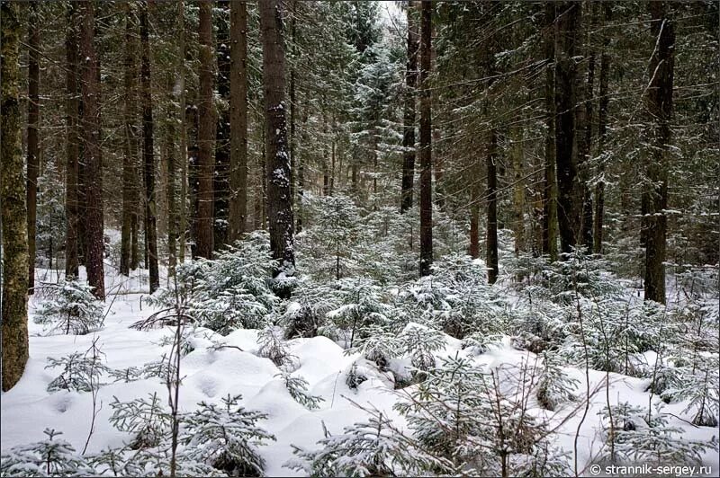 Зимой в лесу. Почему зимний лес. Зимой в лесу. Зимой в лесу. Зимний лес.
