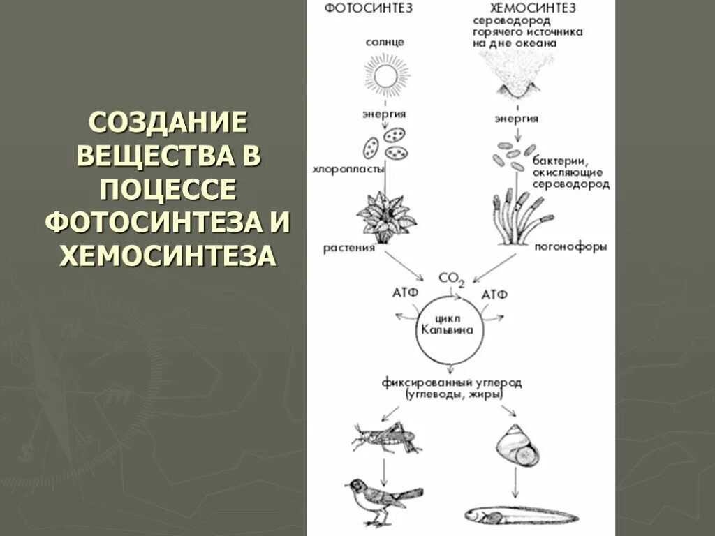 типы фотосинтеза с 3 с 4. типы фотосинтеза с 3 с 4. Photosynthesis light. хемосинтез схема процесса. световая фаза фотосинтеза фотосистемы 1 и 2.