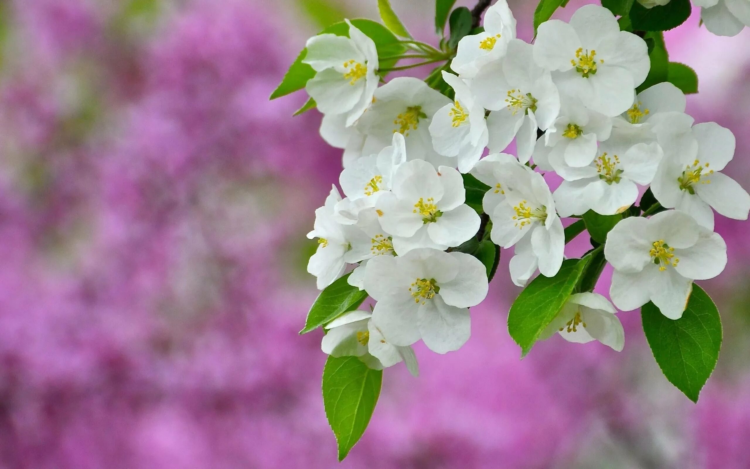 Bahor gullari. Навруз, ветка яблони. Яблоневый цвет Malus. Весеннее цветение жасмина.