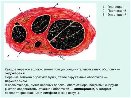 Оболочки нерва
