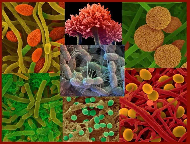 Почвенные бактерии сапрофиты. Сапрофиты микроорганизмы. Сапрофитные бациллы. Сапрофитные бактерии микрофлоры. Animal organism