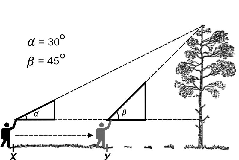 Определение высоты предмета геометрия. Измерение высоты дерева. Измерение высоты дерева с помощью угольника. Измерение высоты деревьев схема. Измерение высоты дерева высотомером.