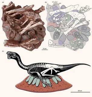 This kind of discovery, in essence fossilized behavior, is the rarest of th...