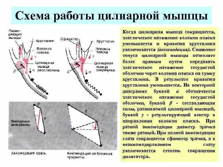 Мышца хрусталика цилиарная мышца. Цилиарная мышца сокращается. сокращение цилиарной мышцы. тонус цилиарной мышцы. при сокращении цилиарной мышцы происходит.