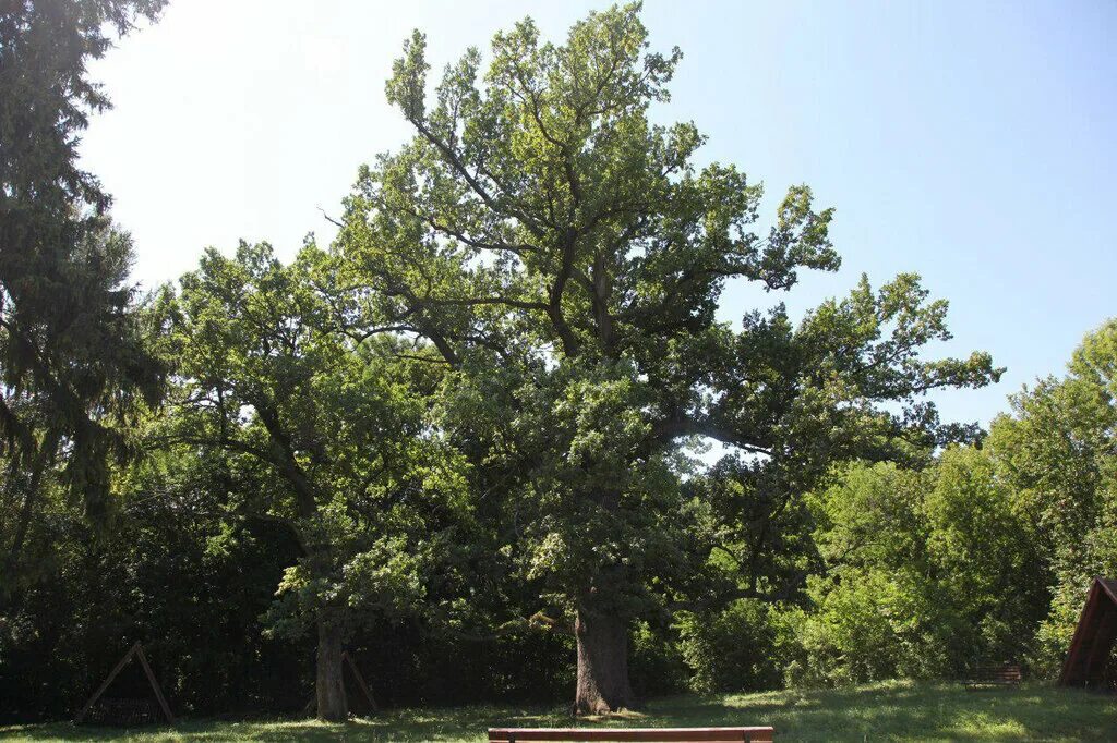 панский дуб шебекинский район. дуб черешчатый в адыгеи. панский дуб шебекино. панский дуб белгородская область. пушкинские горы музей-заповедник дуб.