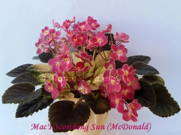 Mac s scorching sun фиалка - MosRosa.ru