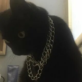 Кот на цепи