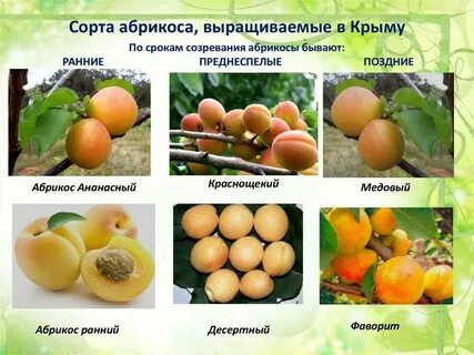 Из чего образуется плод абрикоса