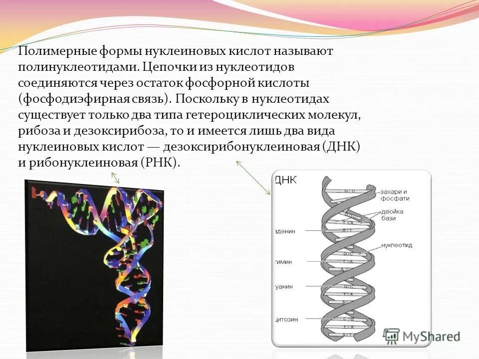 Биополимеры нуклеиновые кислоты