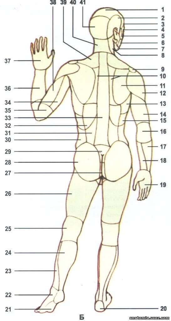 Название частей человека. Части тела человека со спины. Анатомические названия частей тела. Линии туловища человека.