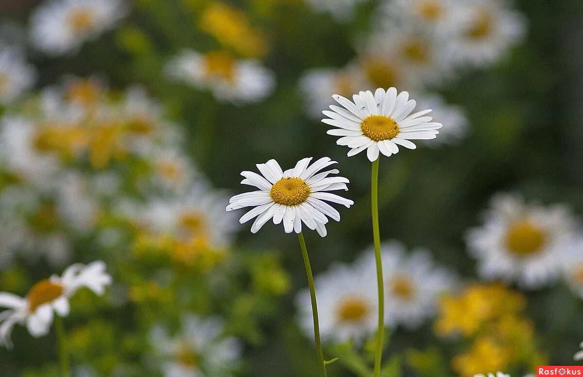 привет ромашки слушать. ромашковый привет картинки. приветствие ромашка. привет ромашки слушать. две ромашки фото.