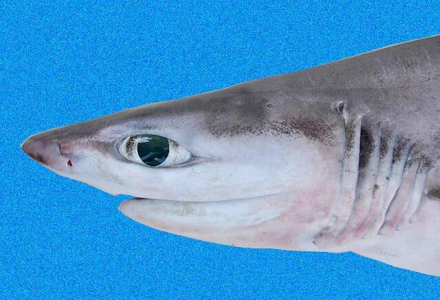 Жаберный аппарат хрящевых рыб. Баскинг шарк. Шестижаберная акула. Жабры китовой акулы. Карибская рифовая акула.