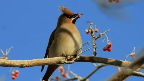 Какие птицы круглые