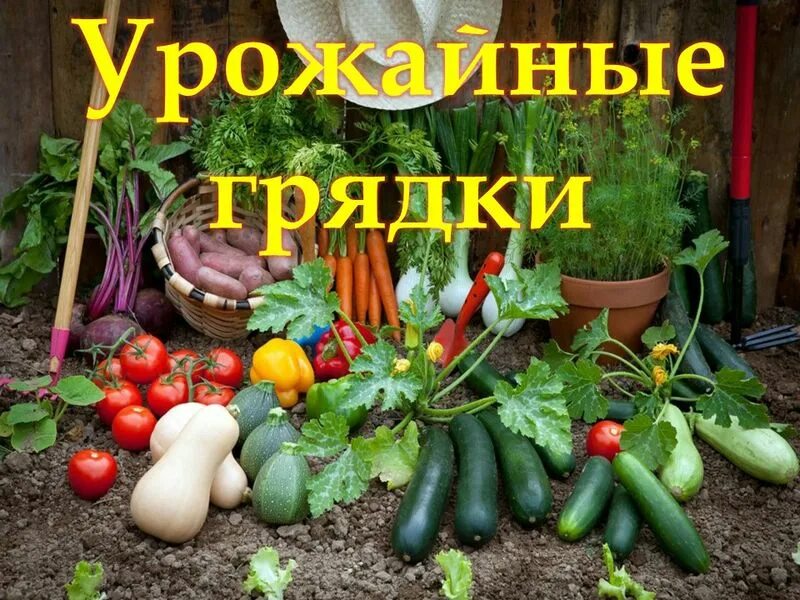 урожайная грядка интернет. урожай овощей на даче. овощи и фрукты с огорода. огурцы на грядке. хитрости садовода.