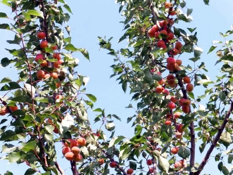 Сорт абрикосов саратовский рубин. Абрикос саратовский. Сорт абрикоса рубин. Абрикос конгат. Абрикос колоновидный санни.