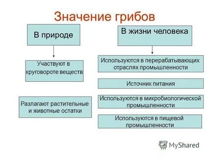 Какую функцию выполняют грибы в природе