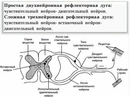 Проводит сигнал от тела нейрона