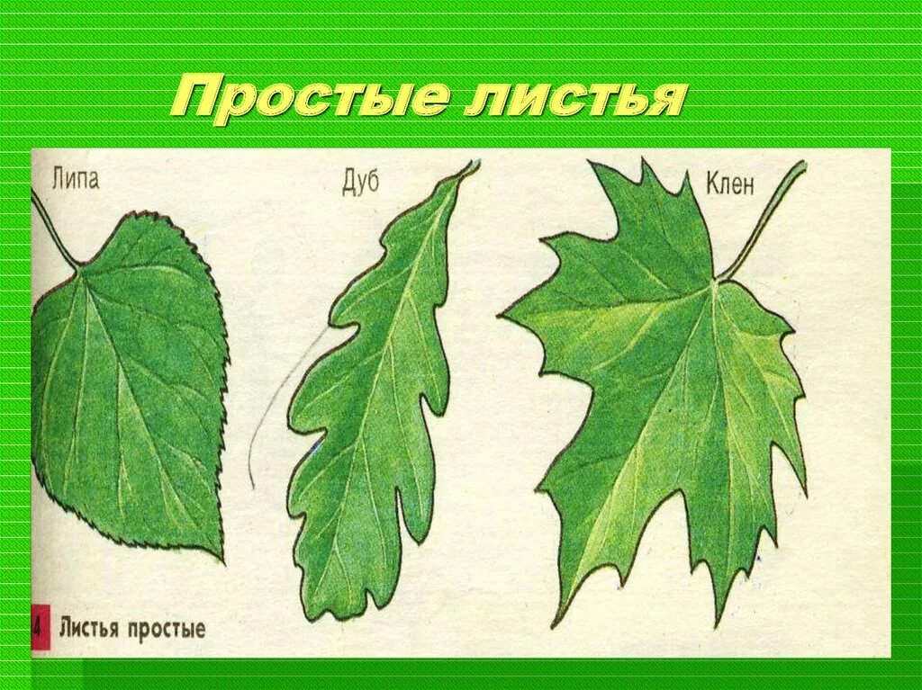 Простые листья. Растения с простыми листьями. Простые и сложные листья. Простые и сложные листья растений. Какой лист называют сложным
