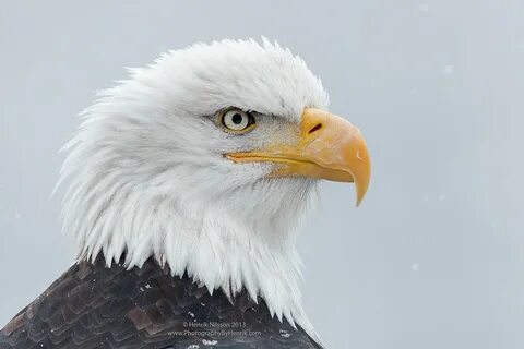 Животные в грине орел
