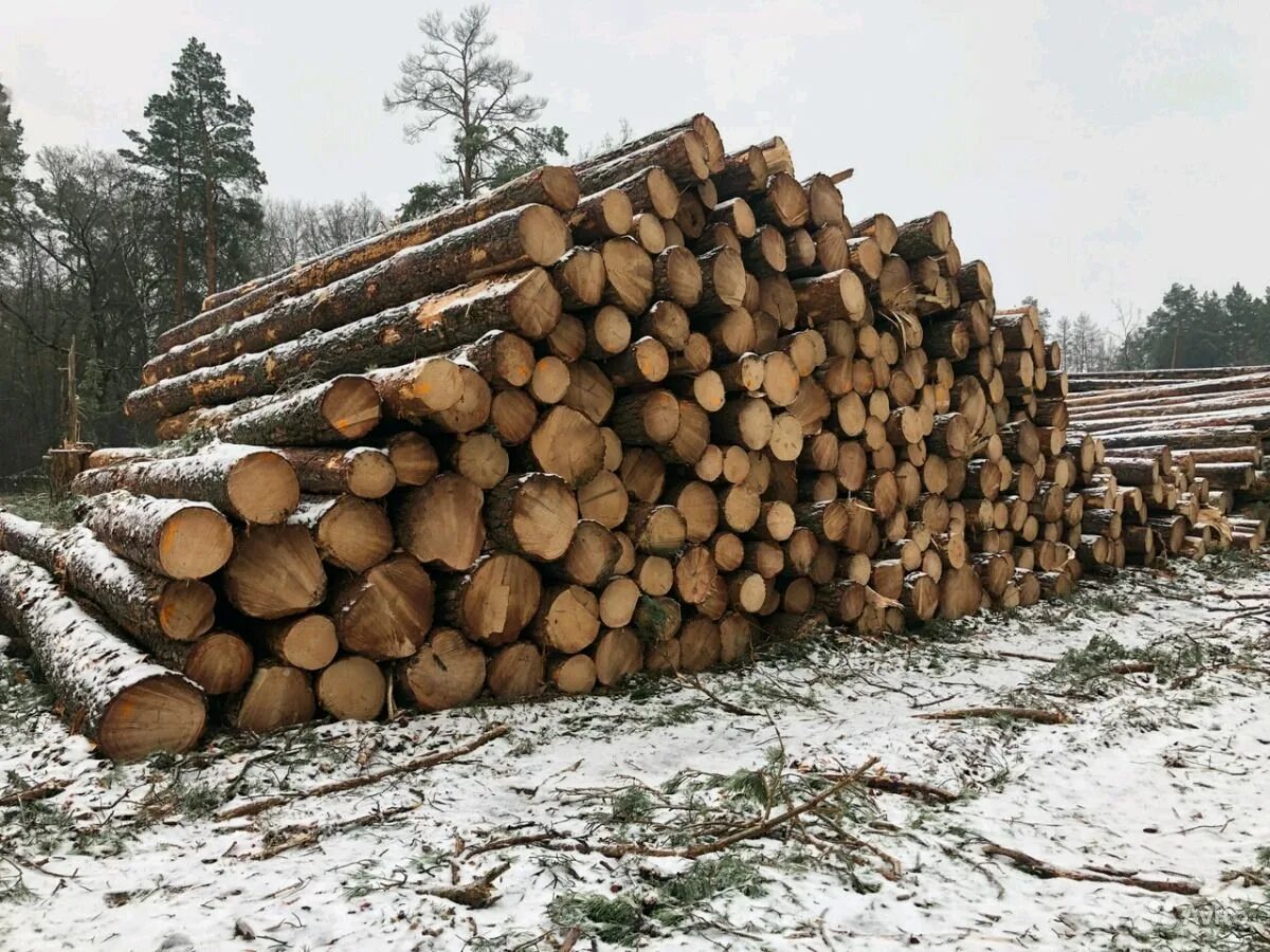 Сколько стоит хвойный. Пиловочник кругляк ель 150см. Пиловочник сосна ель. Лес Пиловочник сосна. Лес кругляк Пиловочник сосна 18-70 см.