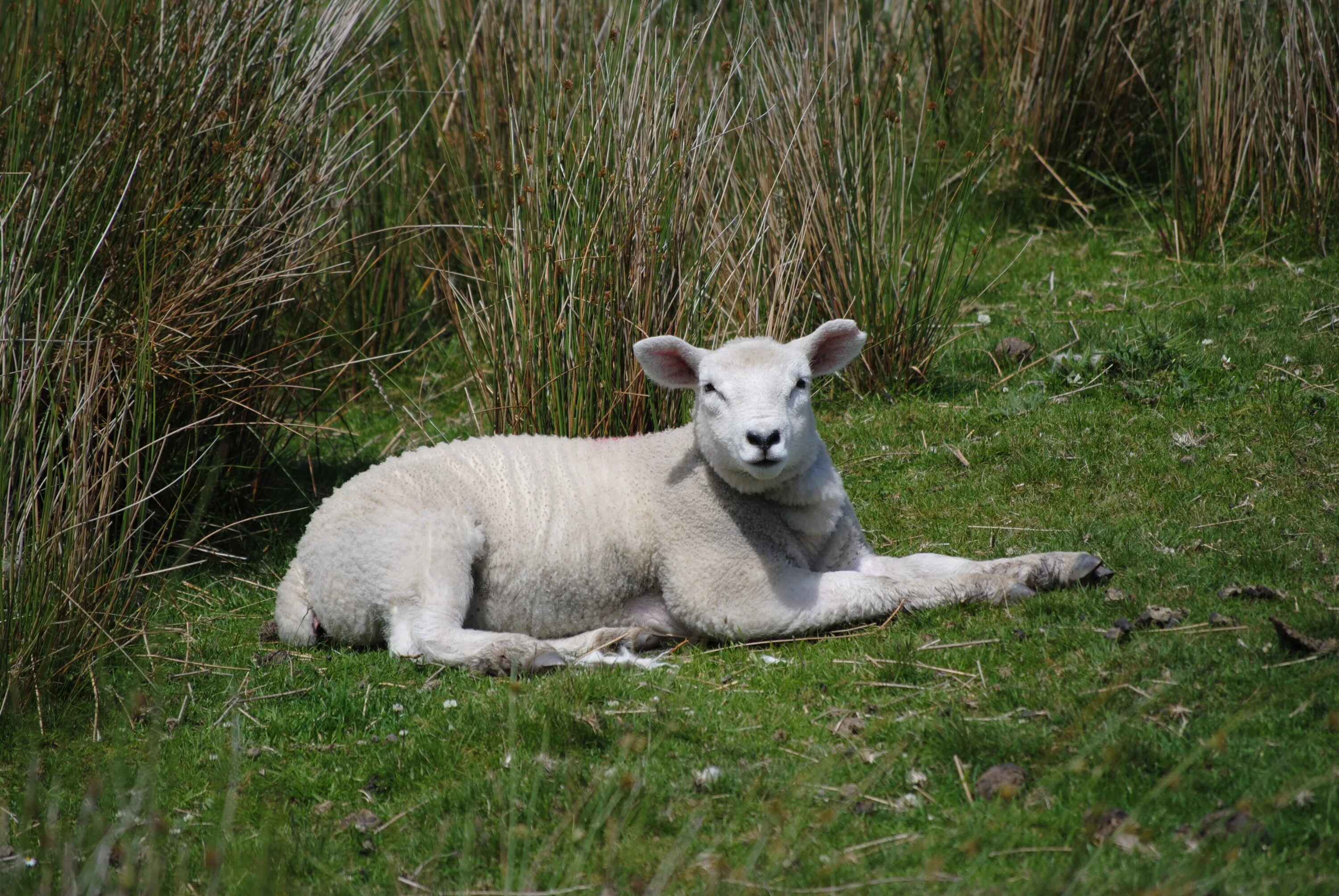 Мертвые ягнята. Ягненок лежащий. Дикие овцы. Белый ягненок на траве. Овца лежит.