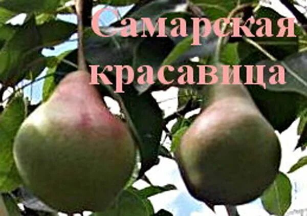 Груша сорт самарская красавица. Груша красавица черненко. сорта груш самарская красавица. сорт груши талгарская красавица.