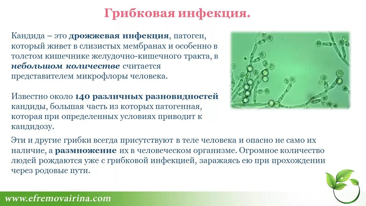 Кандид молочница отзывы. Грибковых кишечных инфекций. Возбудители грибковых кишечных инфекций. Грибковые кишечные инфекции список.